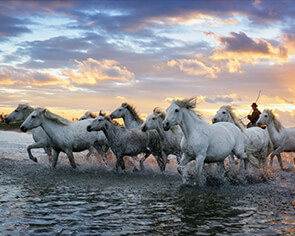 Camargue Wildlife