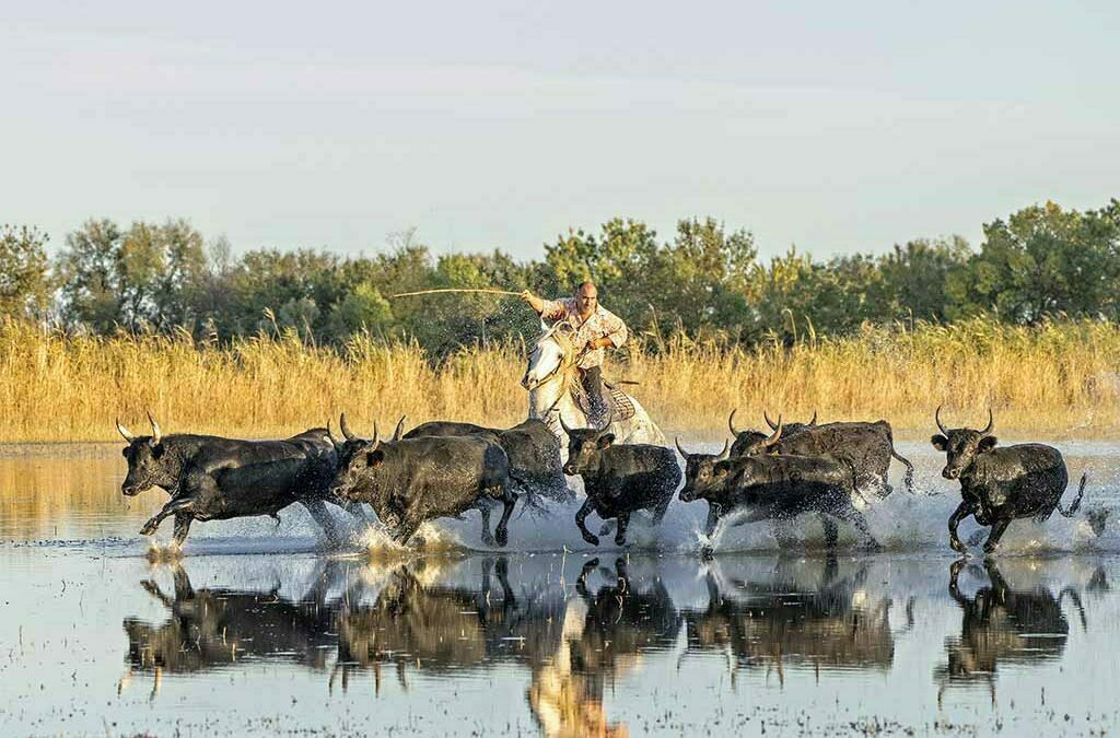 Wild and refined emotions in Camargue by Denis Matton-Perry