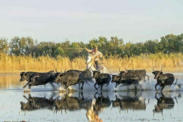 Wild and refined emotions in Camargue by Denis Matton-Perry