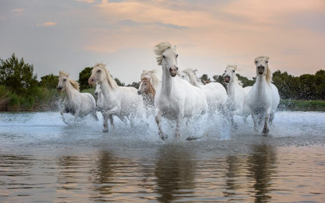 Camargue Horses Running In The Marsh