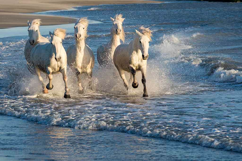 White Wild Horses Beach