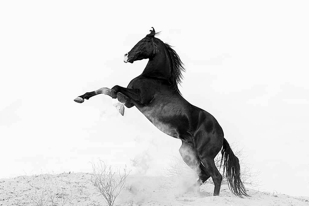 India and the Marwari horses