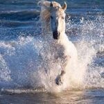 Ultimate White Wild Horses