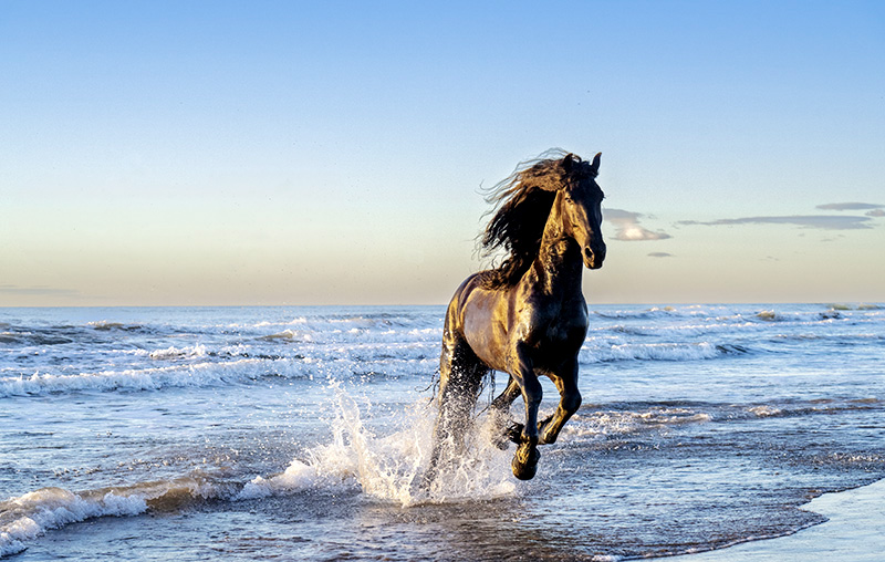 Equine Photographer's Dream