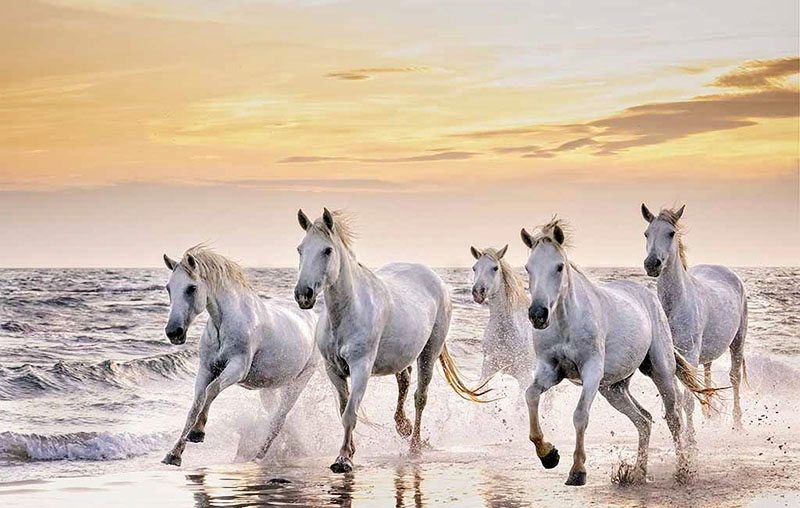 Equine Photographer's Dream