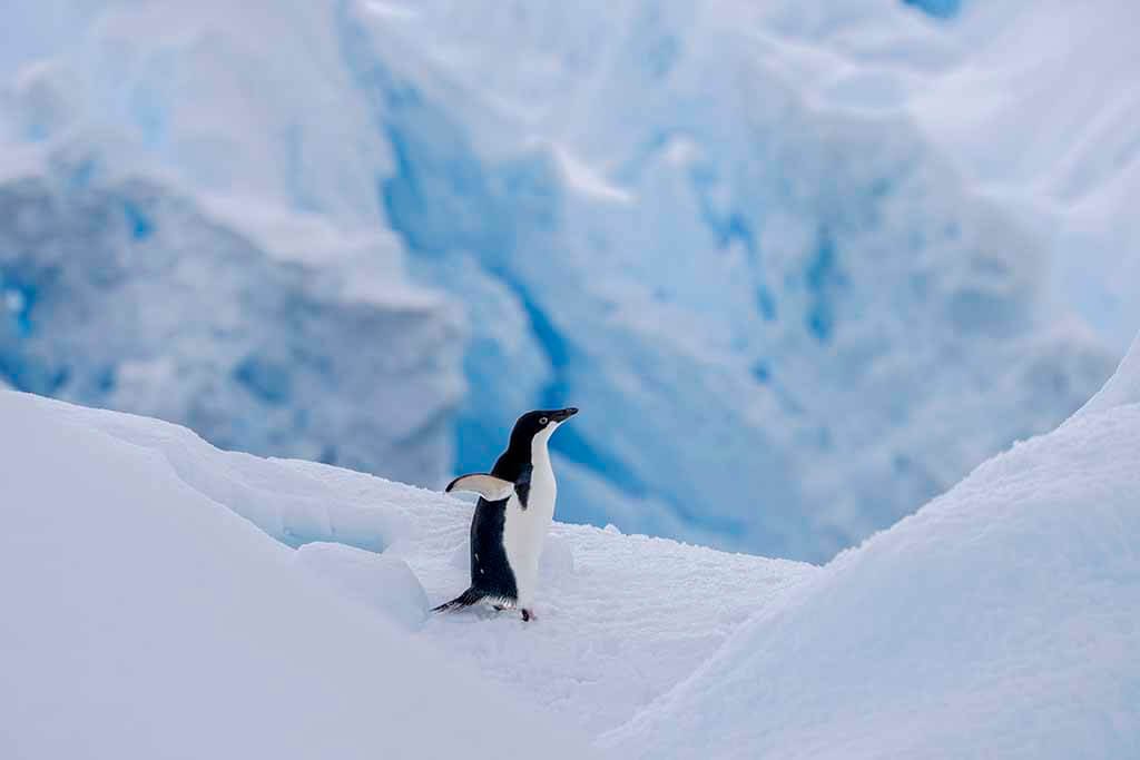 Photography Workshop Antarctica
