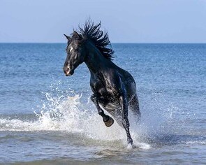 Absolute Horses