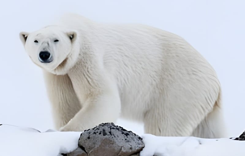 Arctic Adventure