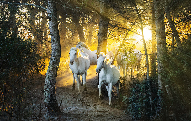 Camargue White Horses & Picturesque Provence