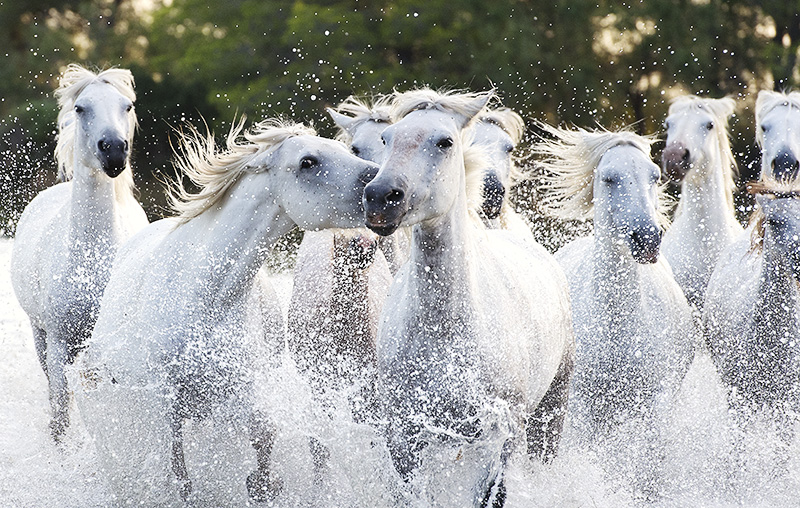 Camargue White Wild Horses