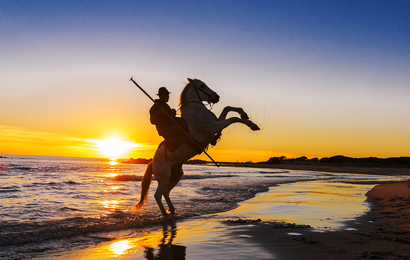 Camargue Wildlife & Gypsy Festival