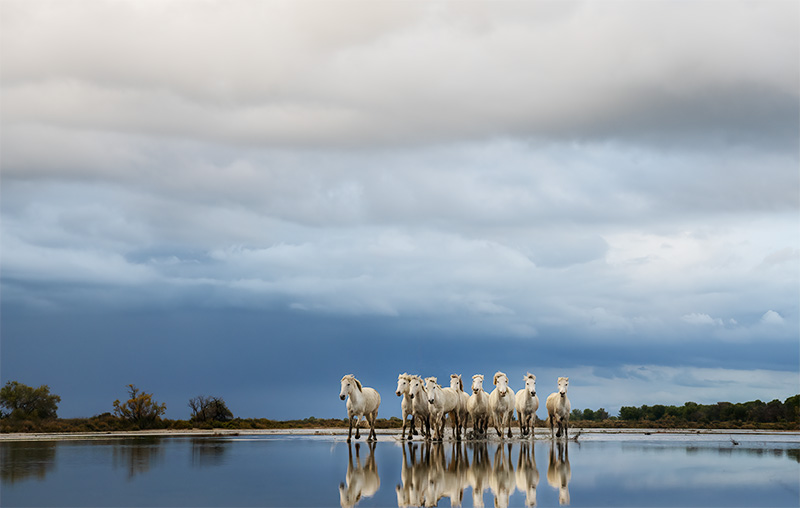 Captivating Camargue