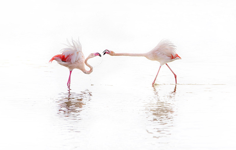 Flamingos Mating Parade & Camargue White Horses