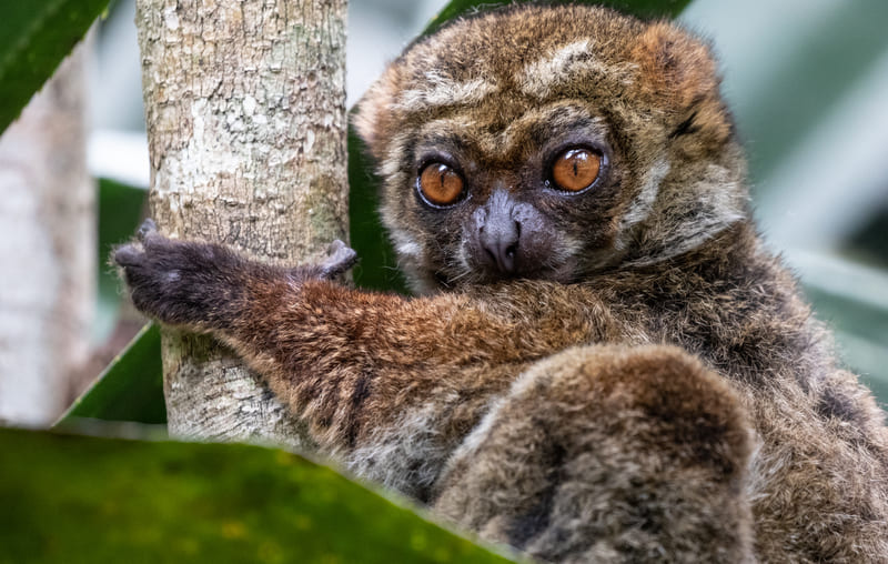 The Magic Of Madagascar