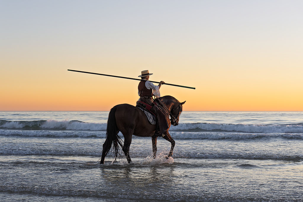 Horses Of Andalousia