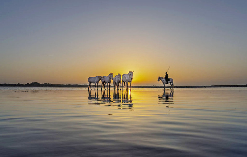 Minimalist Camargue White Horses